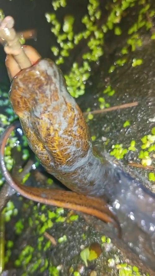 钓鳝视频,揭秘视频中的捕鱼技巧与乐趣