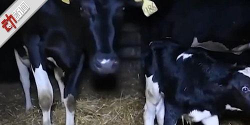 打奶牛视频